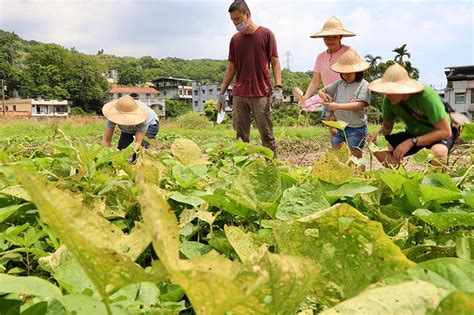 賴家兄弟地瓜田|地瓜葉的地瓜不能吃？認識常見5大品種，到新北金山汪汪地瓜園。